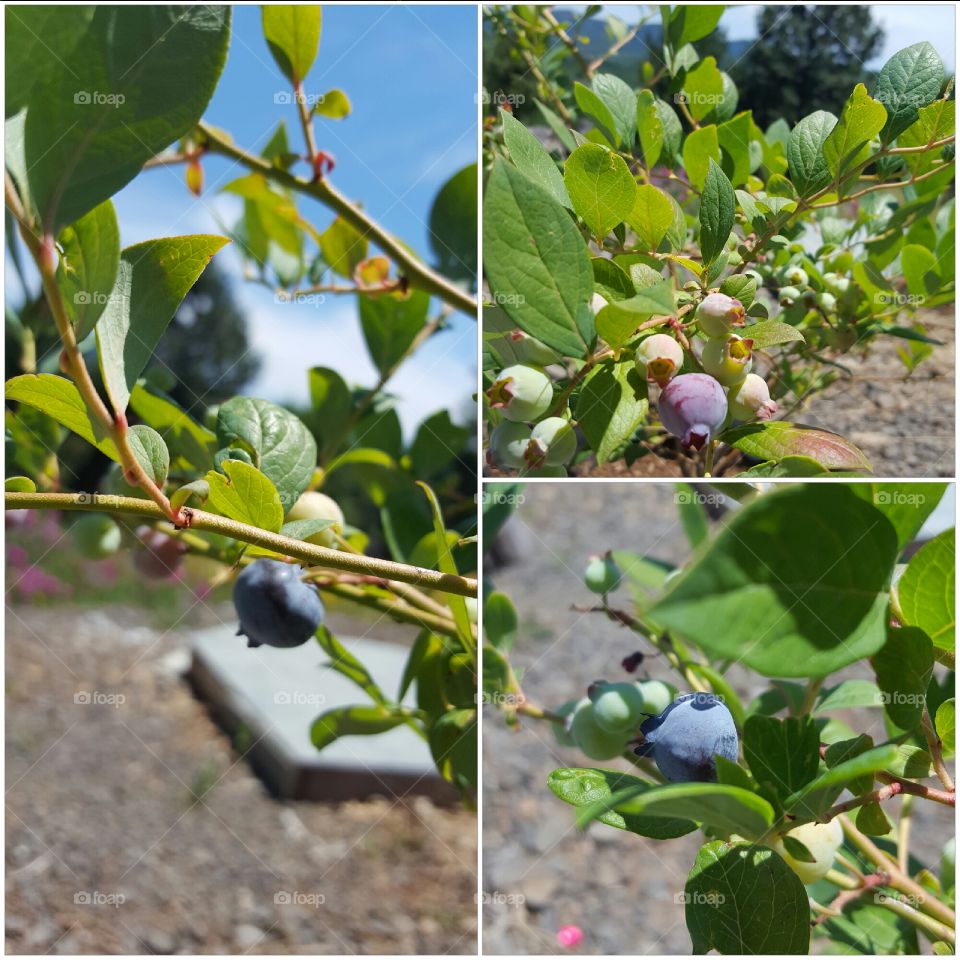 blueberries in spring