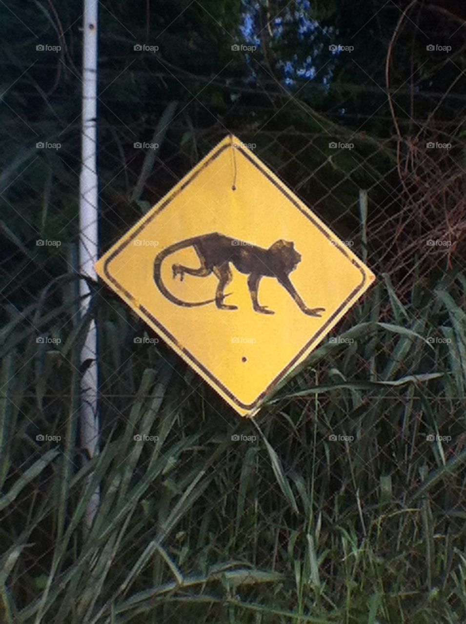 Monkey sign