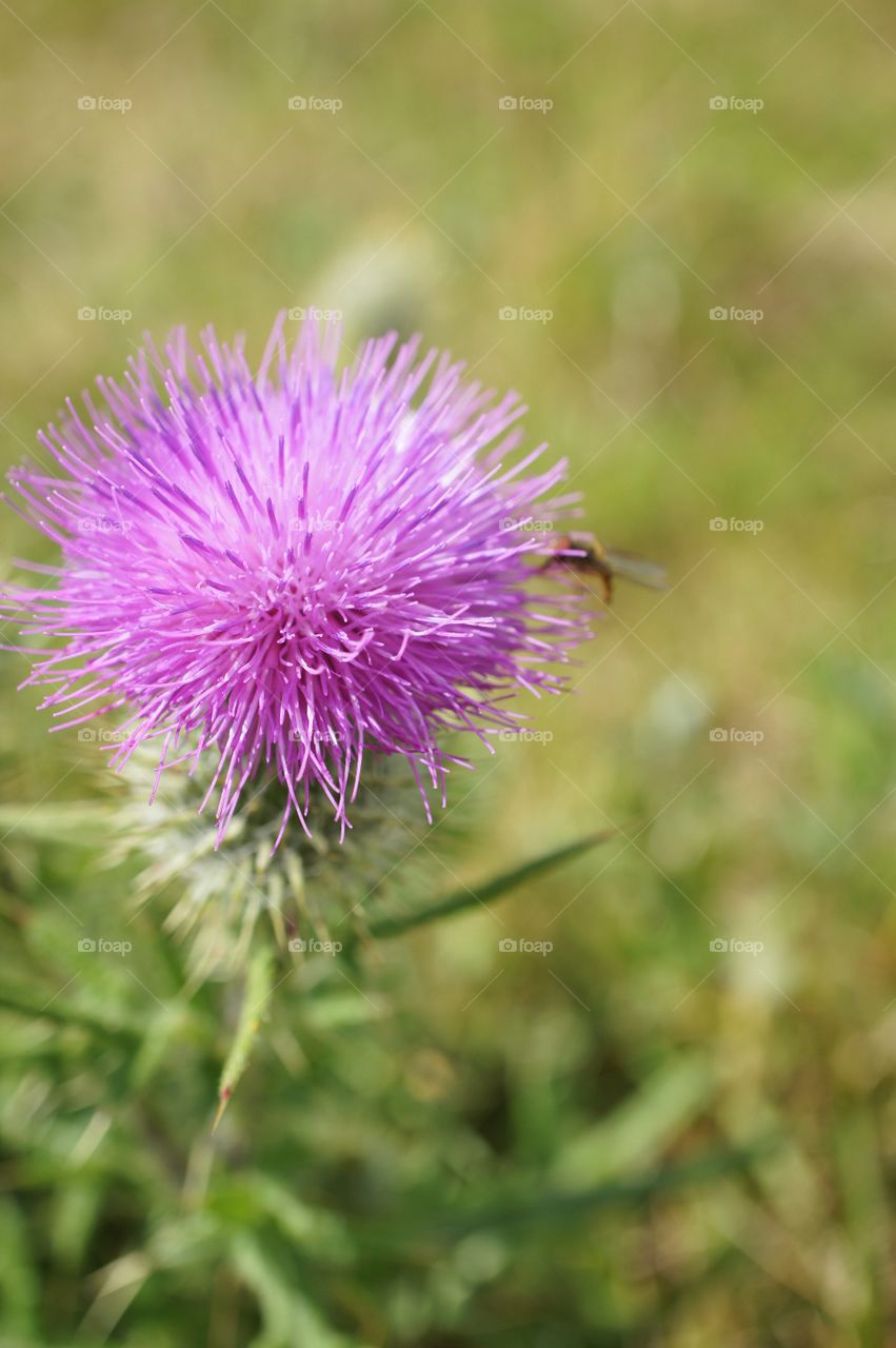 Purple thistle