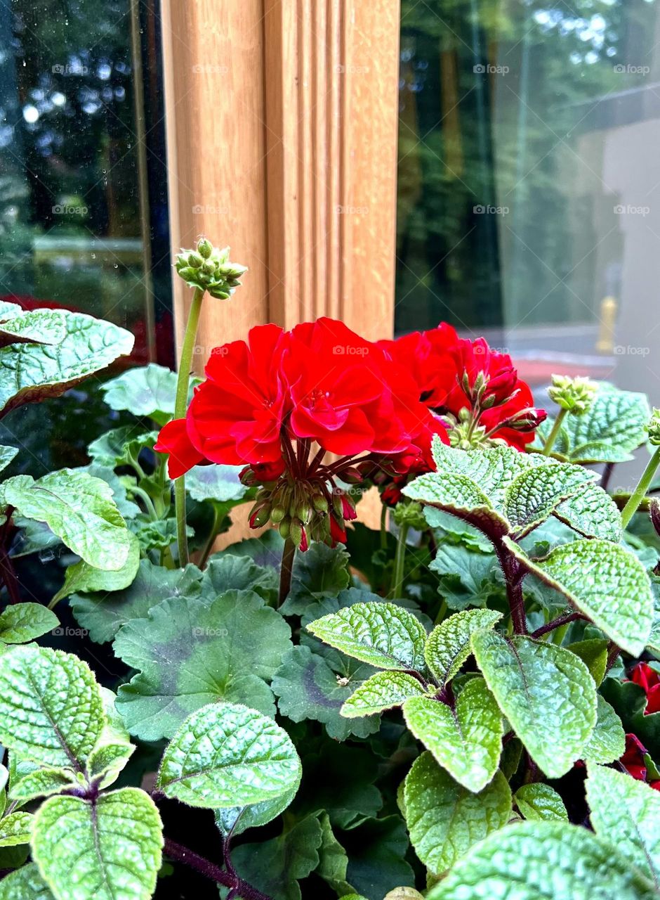 Red Geranium Pelargonium