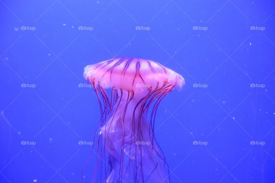 Jellyfish