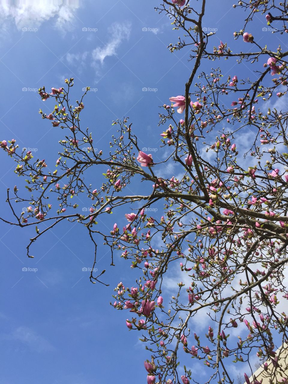 Flowering trees against the sky
