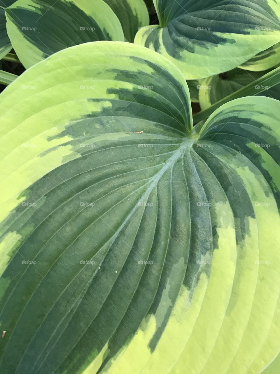 Hosta leaves