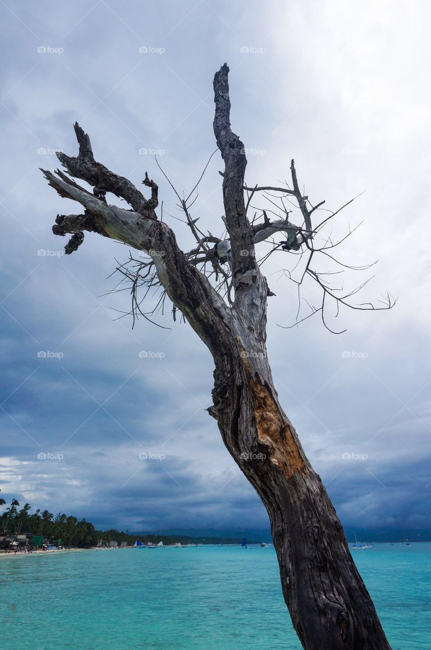 Tree by the beach