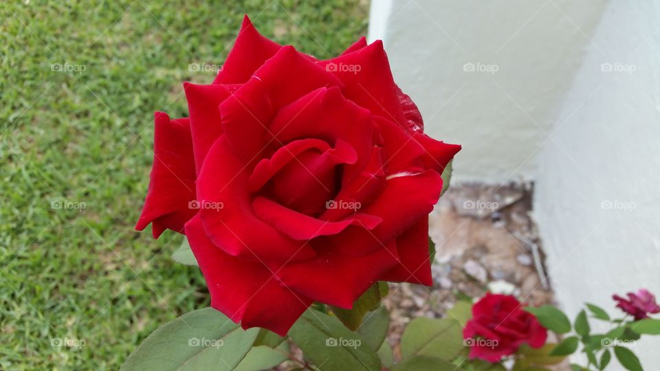 Red Rose