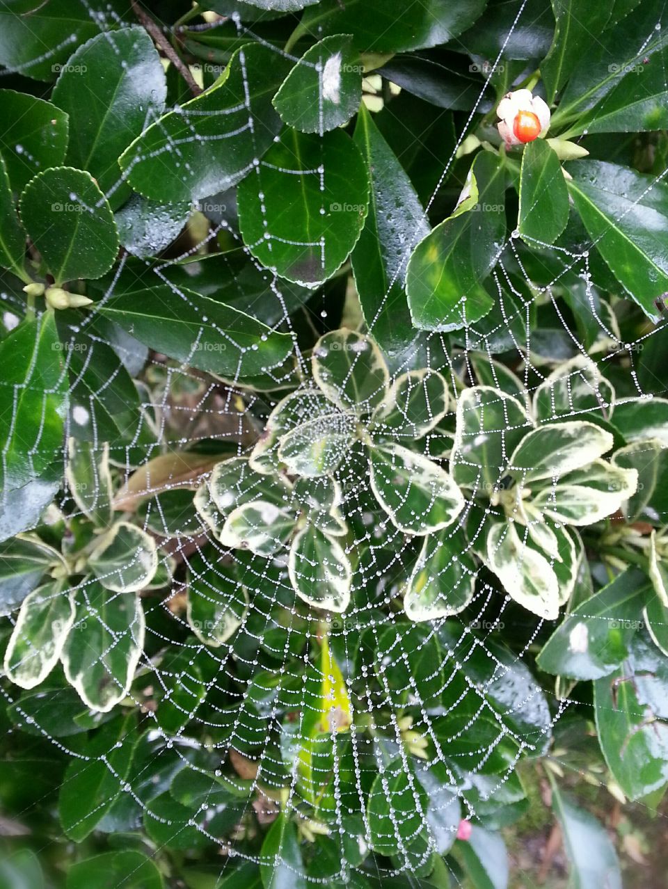 Spider wed on the leaves