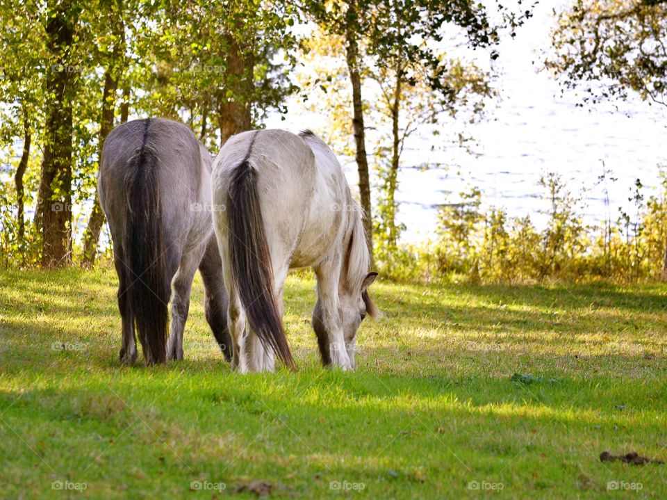 Grazing horses