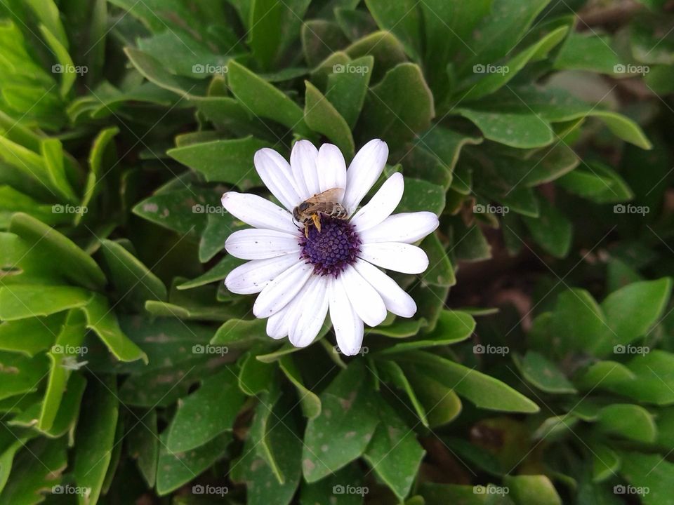 Flower in the garden