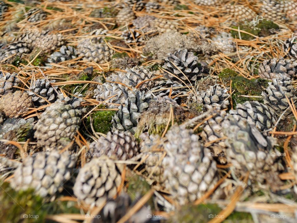 Fallen cones with dry needles on forest ground