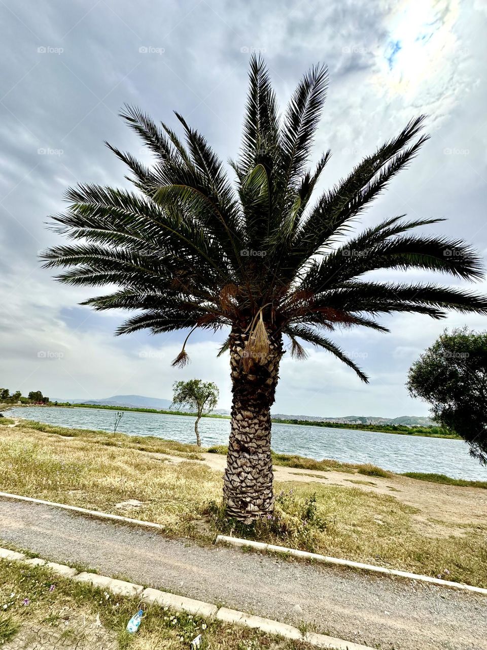 Пальма на берегу моря 