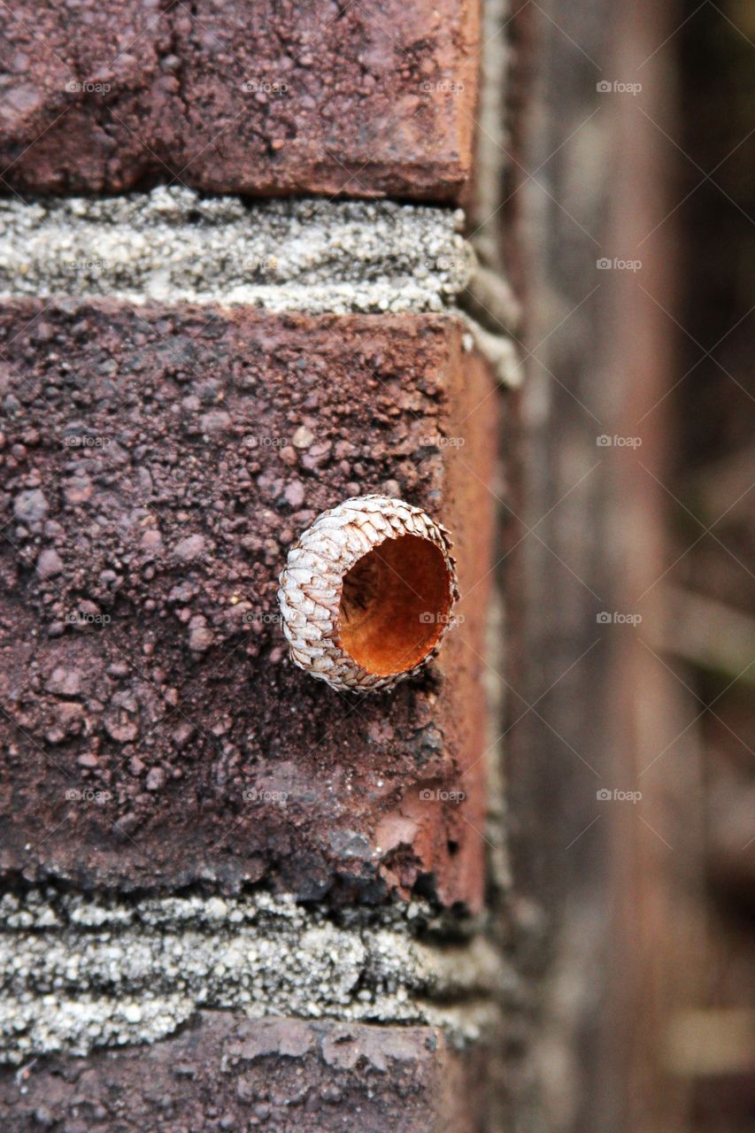 acorn hat on the edge of a brick wall.