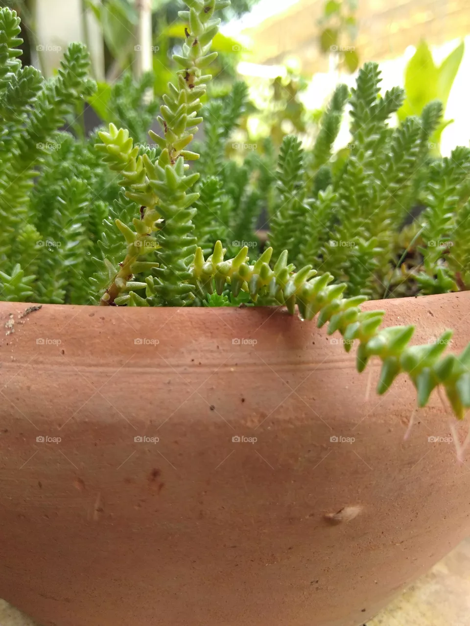 plants