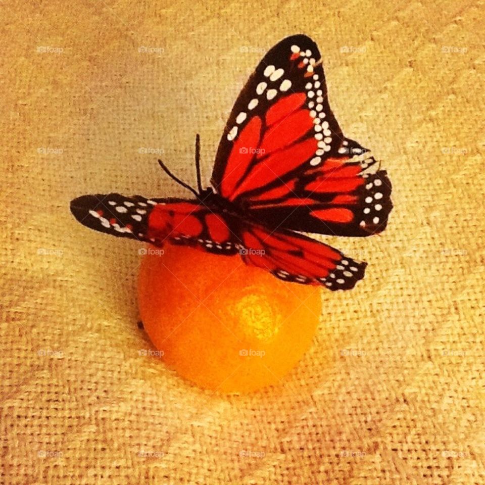 Orange and butterfly 