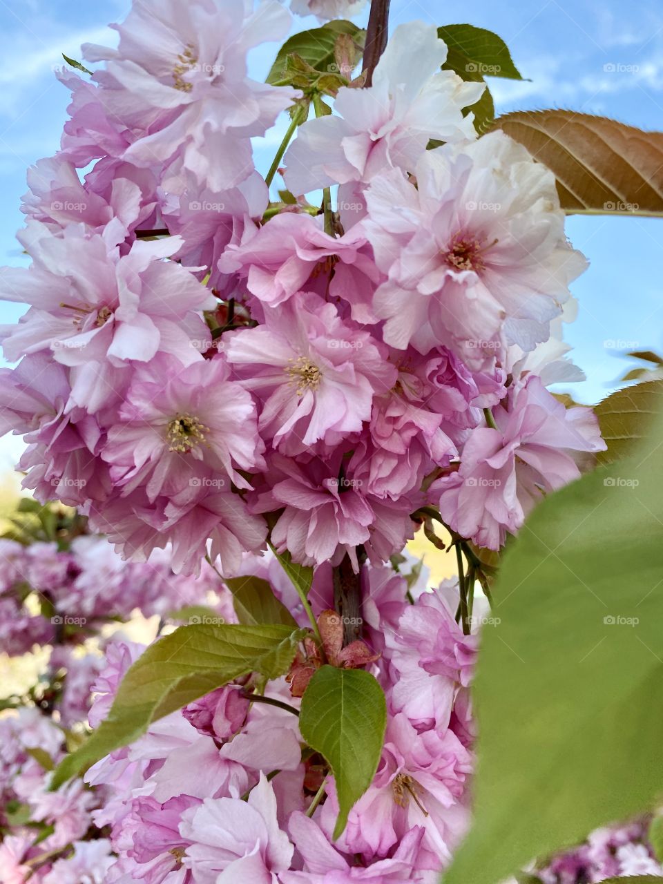 tree in a park with blooming pink sakura flowers and green leaves against a blue sky