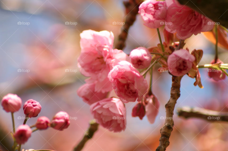 spring pink cherry blossom by Aida