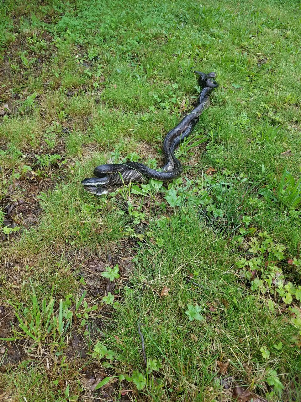 rat snakes mating