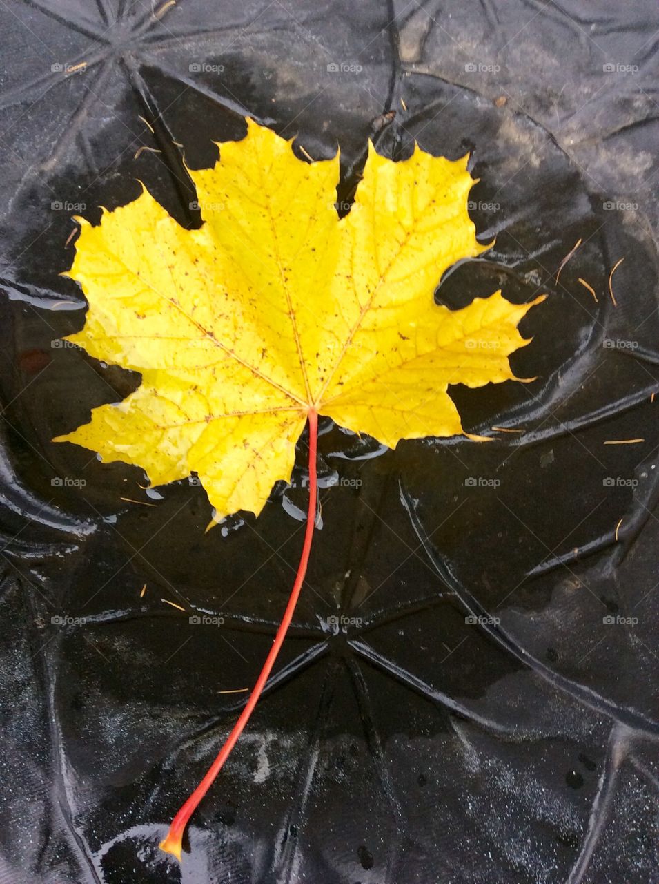 Fall is here, leaves are falling