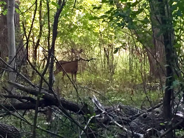 Trail companion