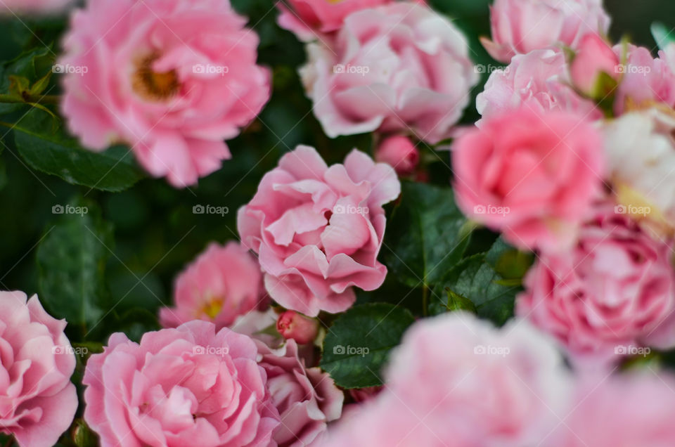 Card with pink flowers.