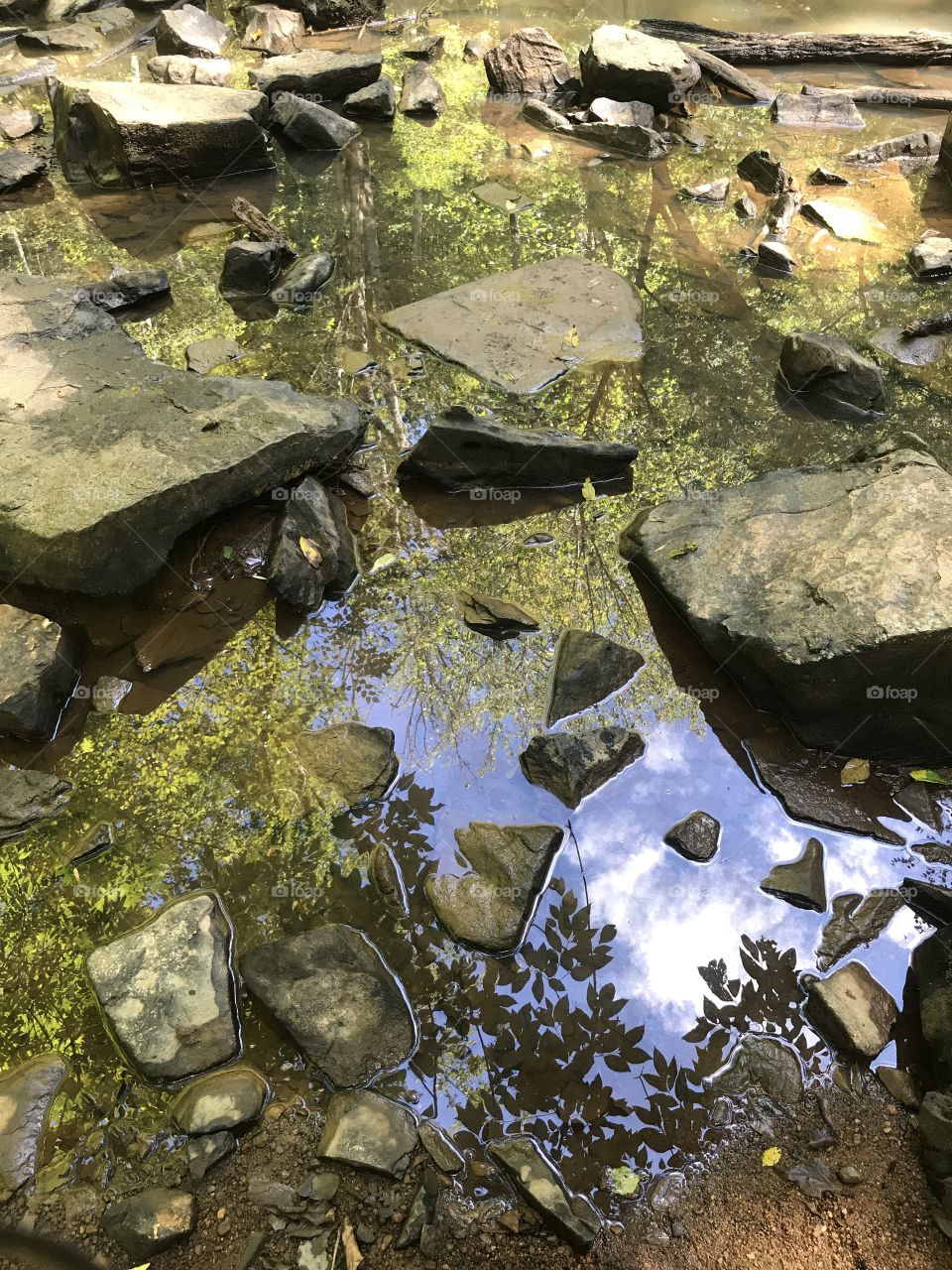 Reflection of foliage in creek.