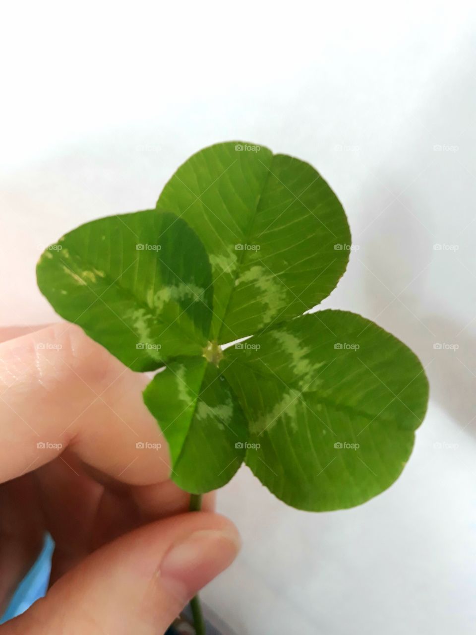 four-leaved clover 🍀