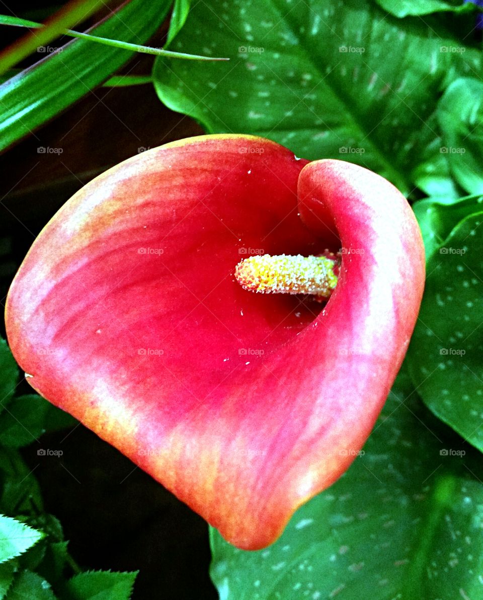 Calla Lilly with pollen