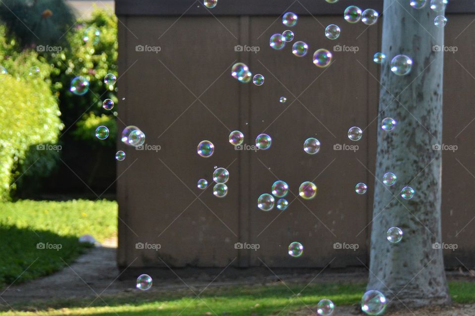 Bubbles 