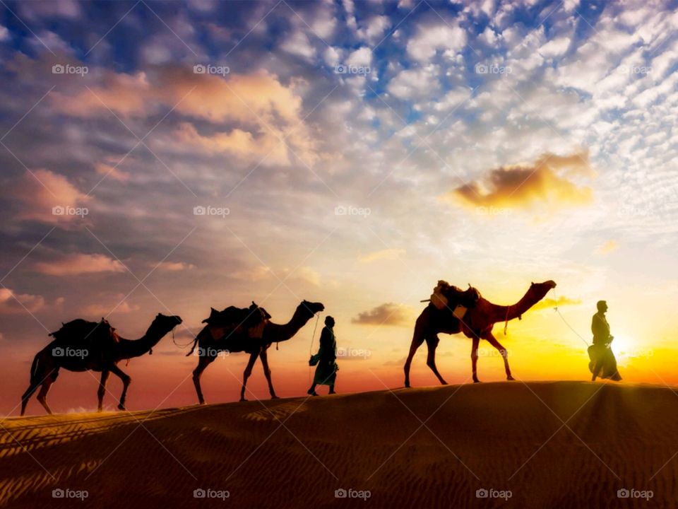 Travel background - two cameleers (camel drivers) with camels silhouettes in dunes of desert on sunset - Image