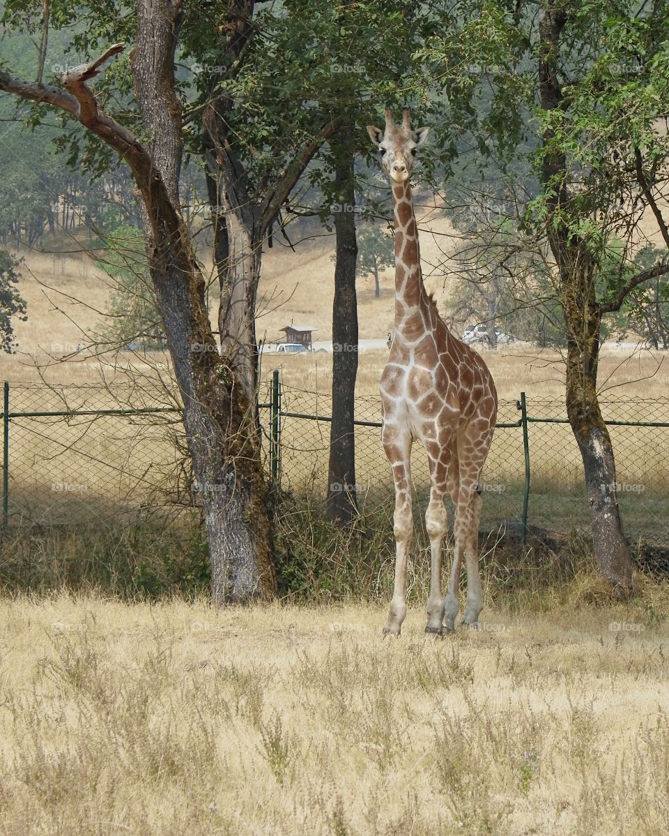 A towering giraffe standing amongst trees at the Wildlife Safari in Southern Oregon. 