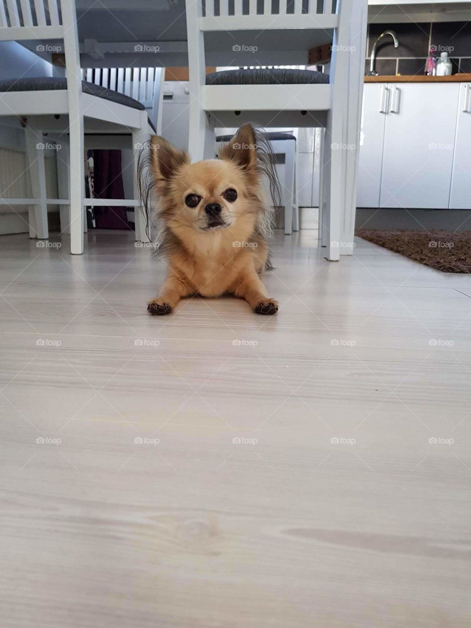 Chihuahua Benni