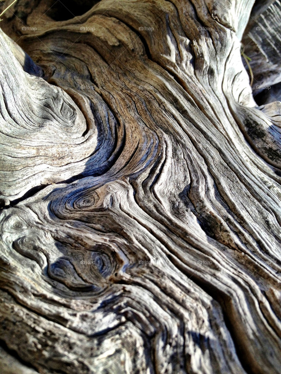 perth old tree old stump very old wood grain by gdyiudt