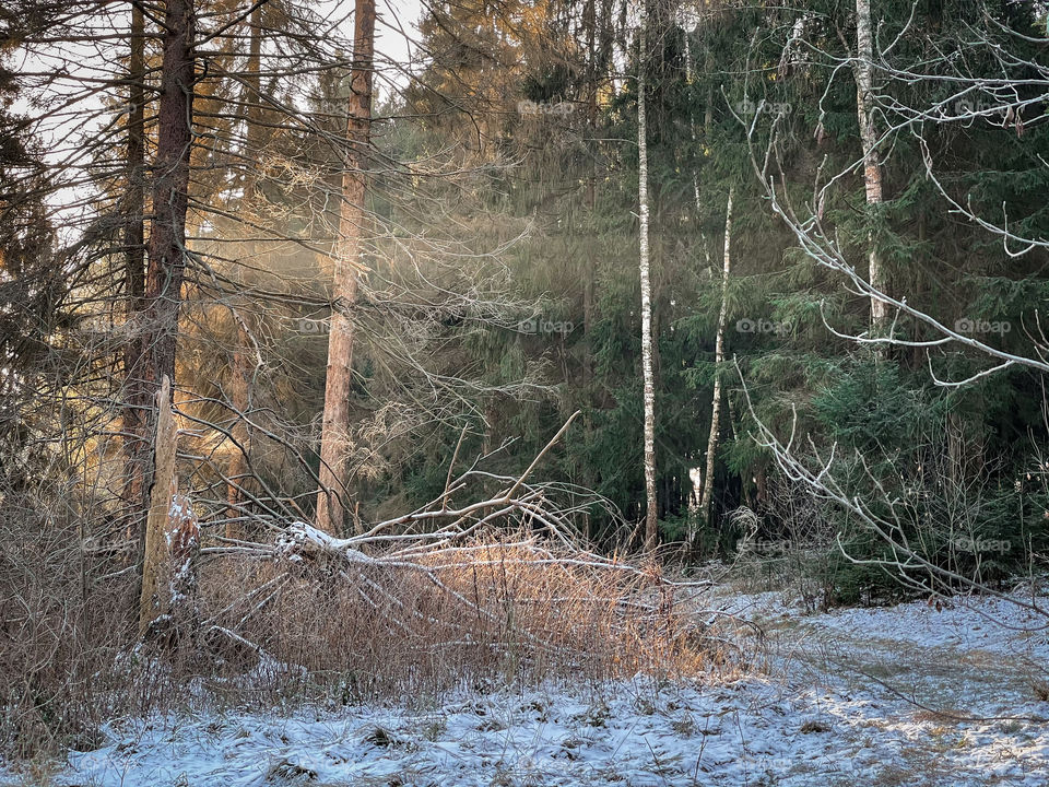 Winter landscape in sunny forest in December 