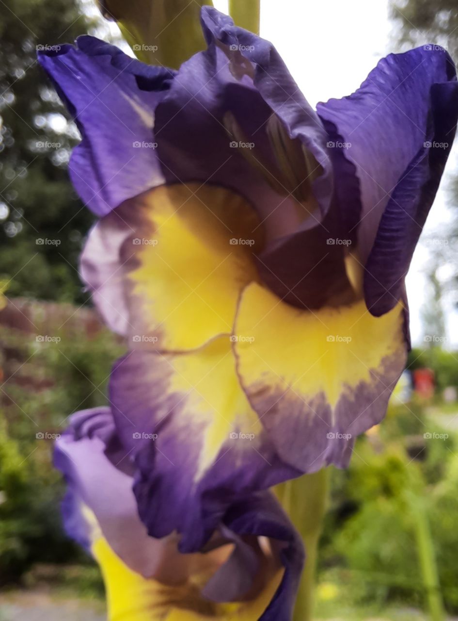 close-up of single flower of gladiolus