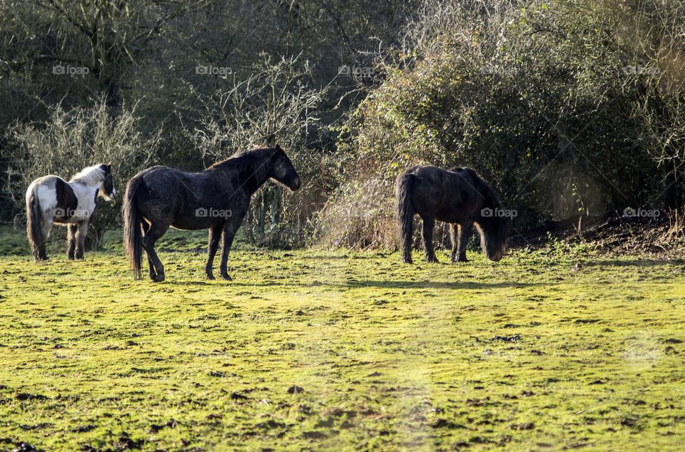 Horses. Field 