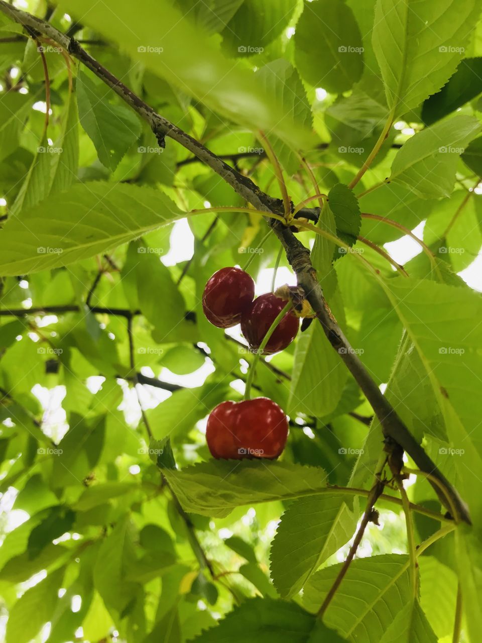fruit 