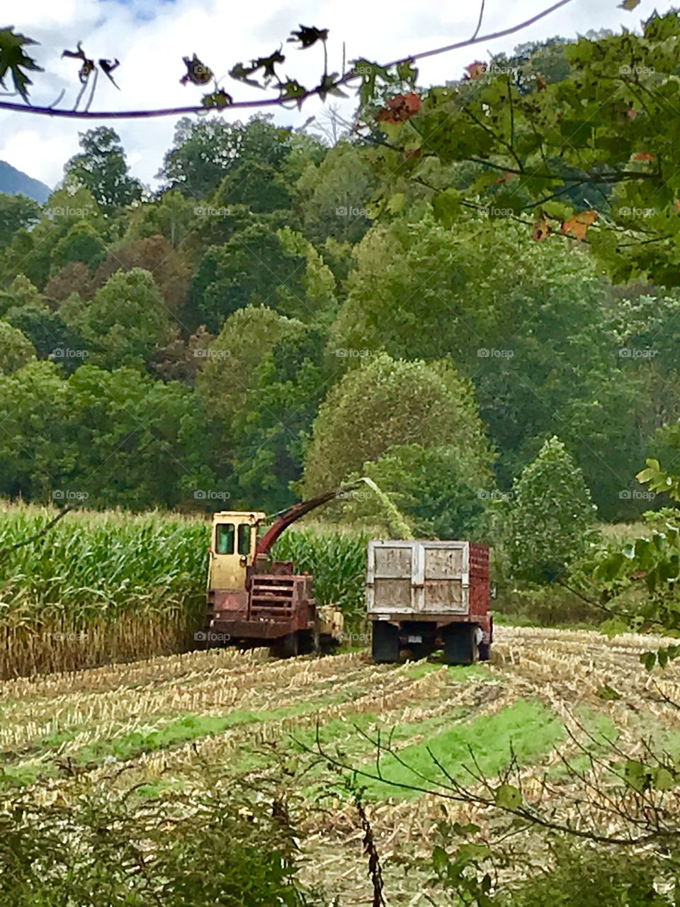 Farmland corn harvesting for silage