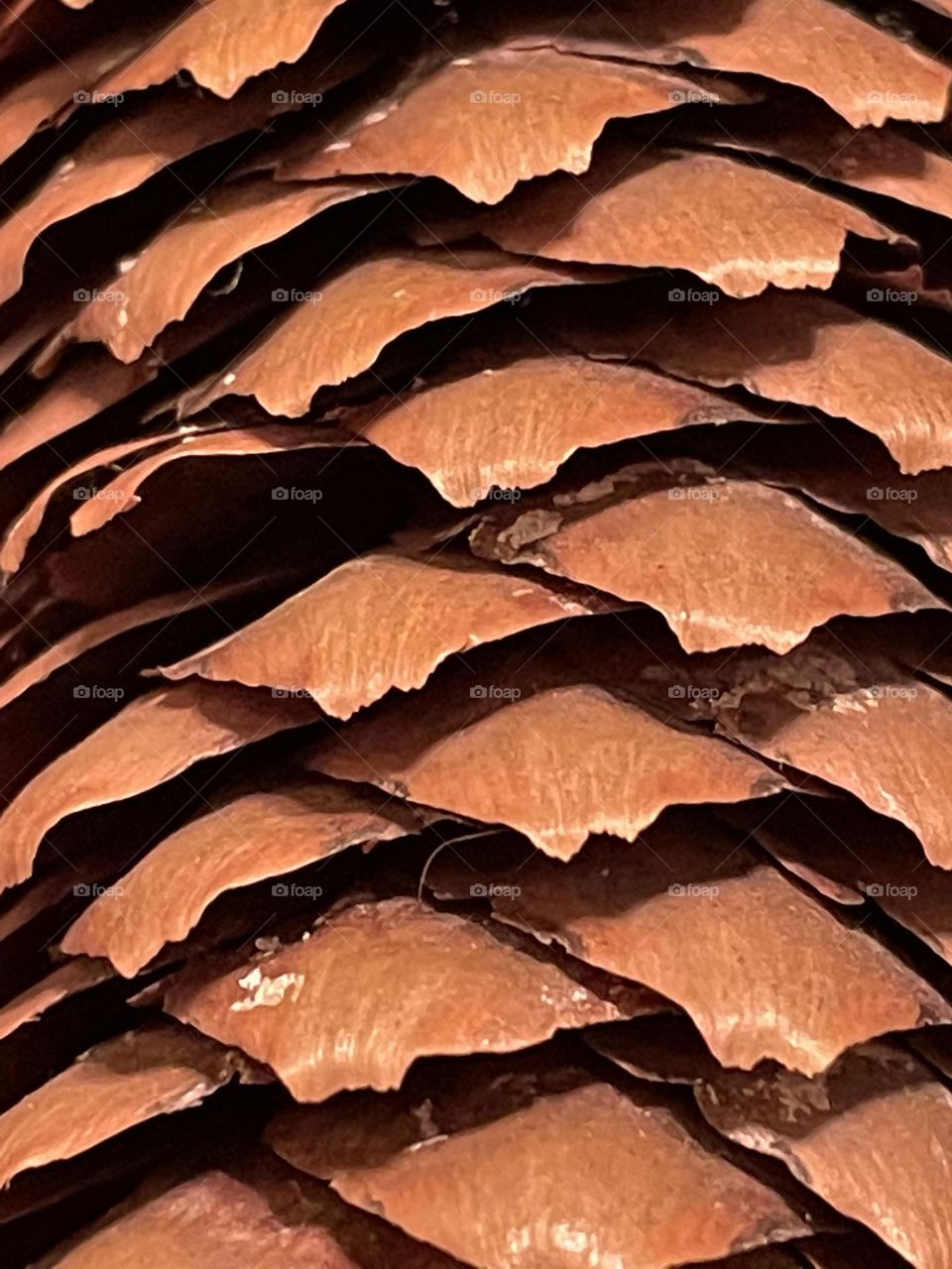 Upclose layers of a pine cone. 