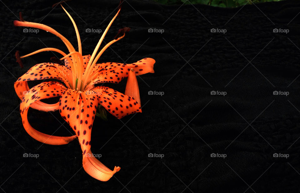 black orange tiger lily by miowan