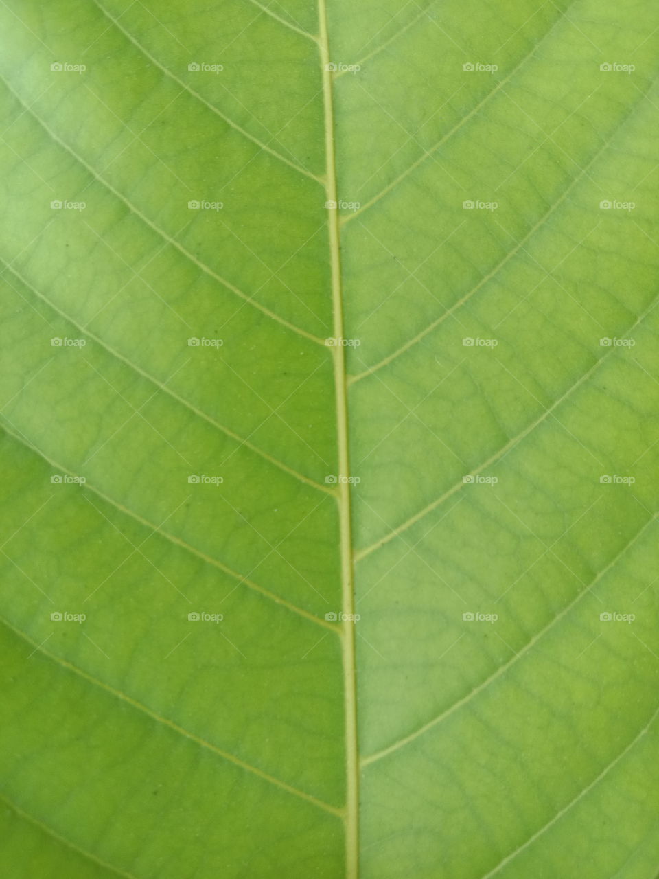 green leaf texture (teksture daun hijau)