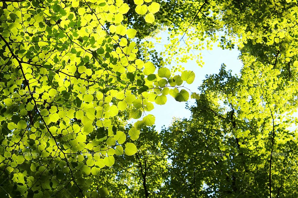 green leaves on sky