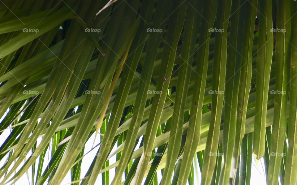 coconut leaves