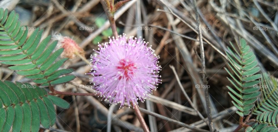 Putri Malu typical Borneo or Mimosa Pudica; short shrubs of members of the tribe of legumes which are easily known for their leaves which can quickly close / wither automatically when touched.