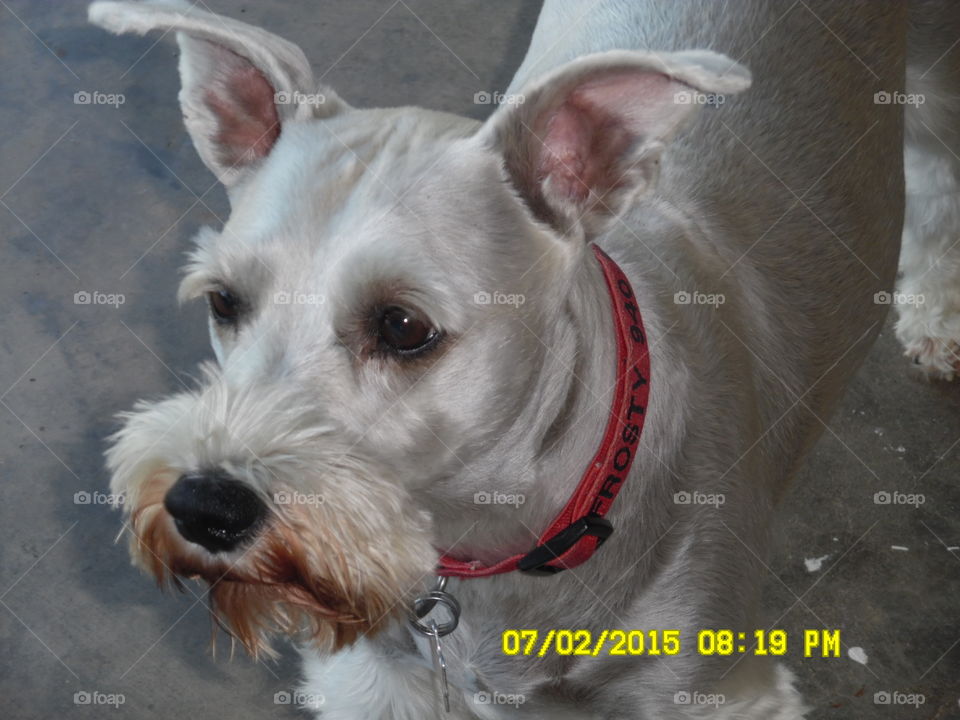 Frosty the ⛄ snow man. This is another picture of my dog 🐶 I call him frosty sue most of the time ⌚