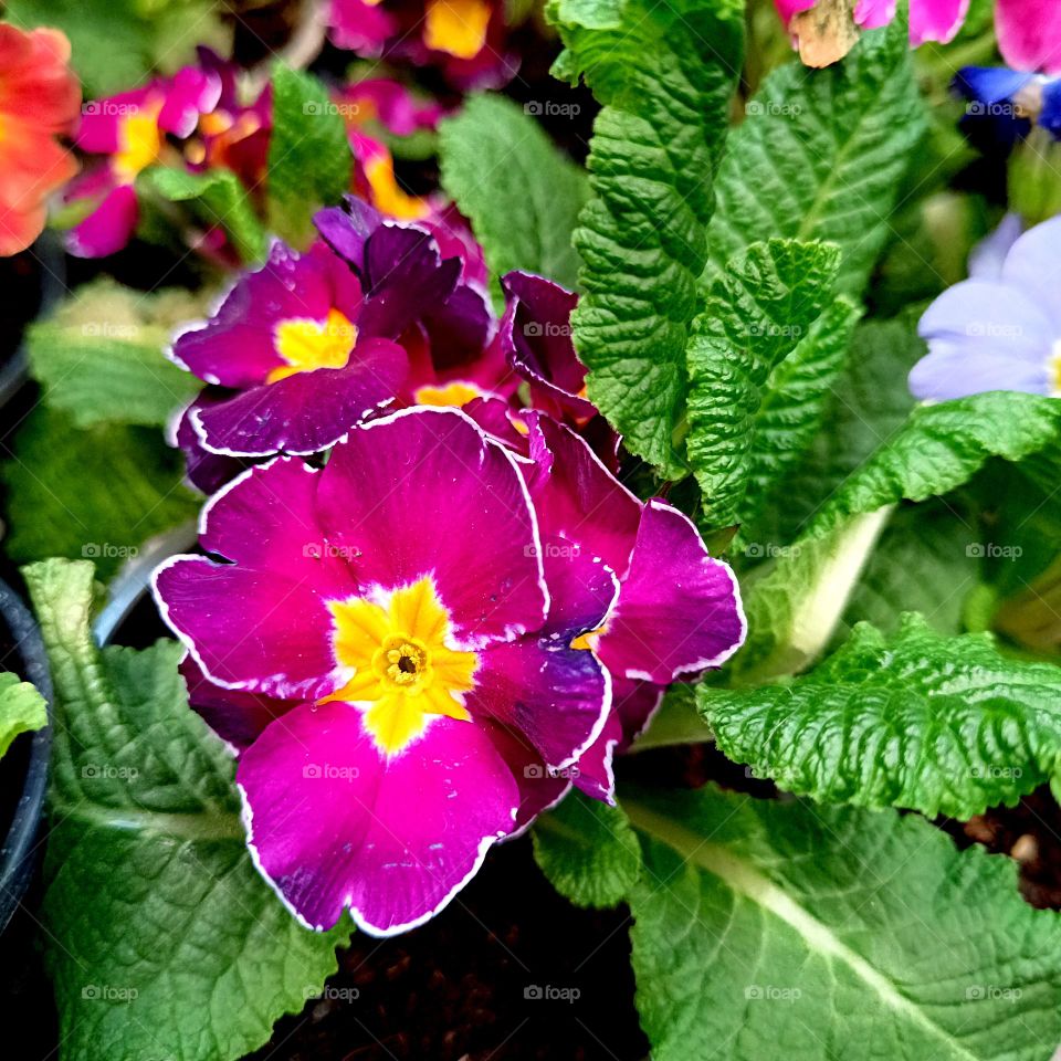 Tenderness of spring flowers