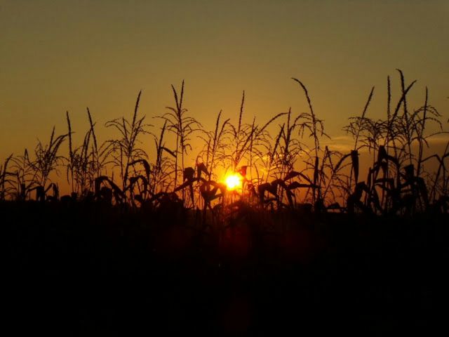 tassels of corn catching the late summer sun.