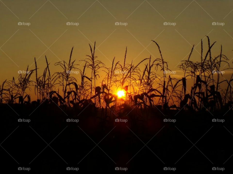 tassels of corn catching the late summer sun.