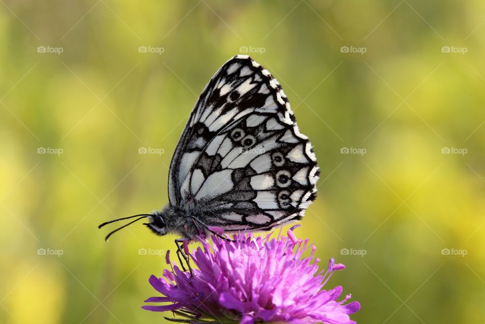 Marbled White