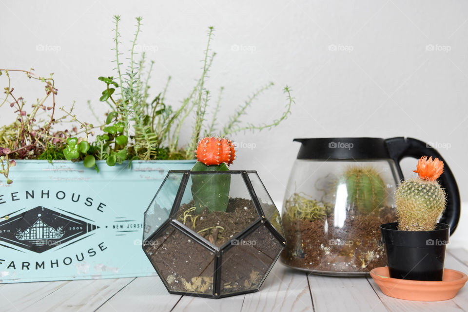 Close-up of a group of assorted potted cactus plants indoors