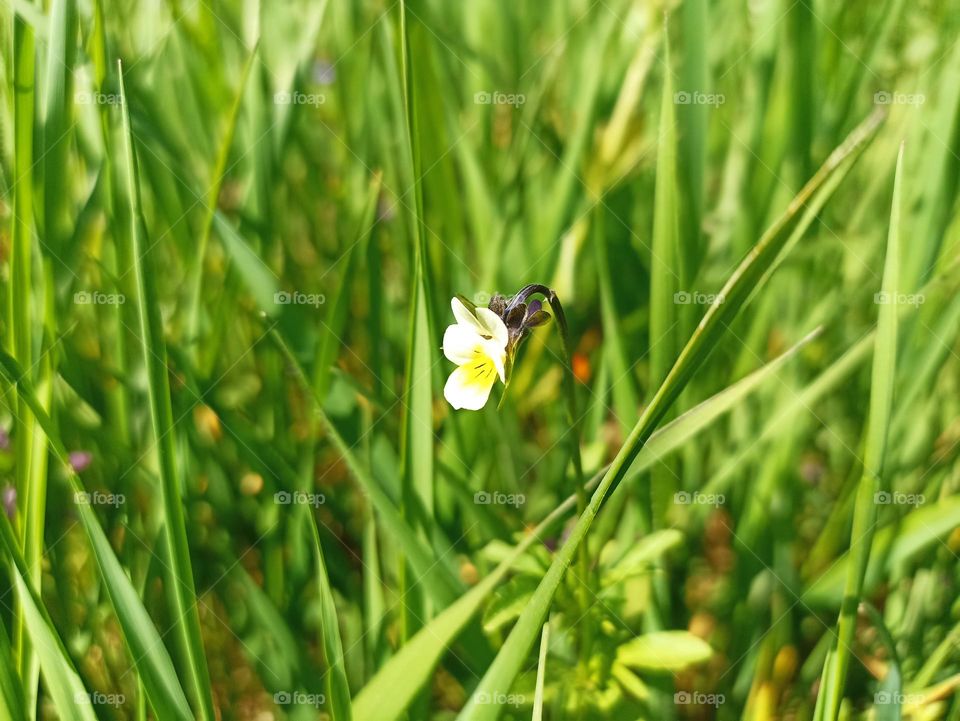 Viola arvensis is a species of violet known by the common name field pansy