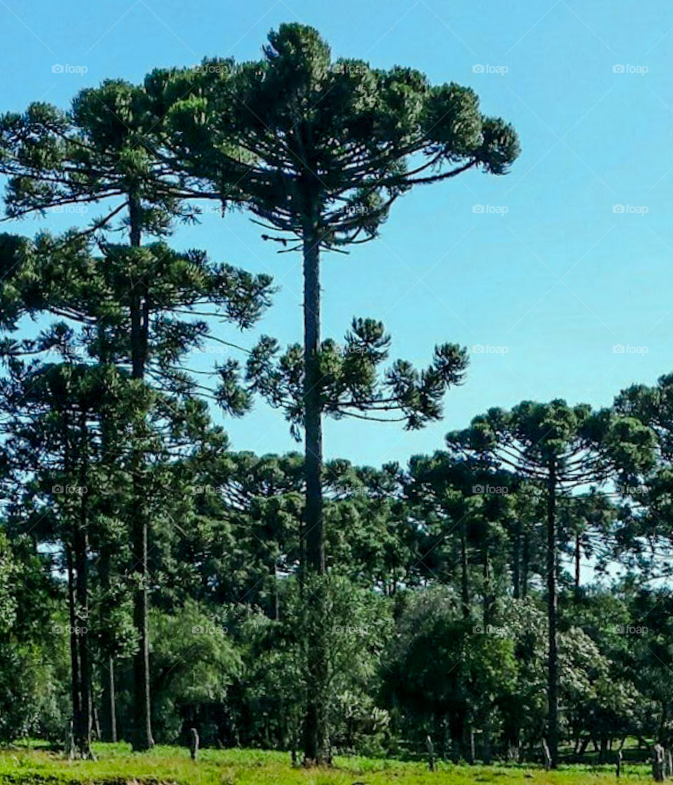 Araucarias Forest, typical tree from the southern region of Brazil.